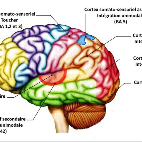 Le Cortex Préfrontal Dorsolatéral Dlpfc Il Comprend Les Parties