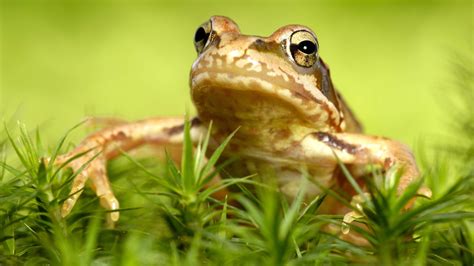 Frösche Und Kröten Rekorde Reptilien Und Amphibien Natur Planet