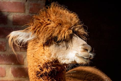 Brown Llama In Macro Shot · Free Stock Photo