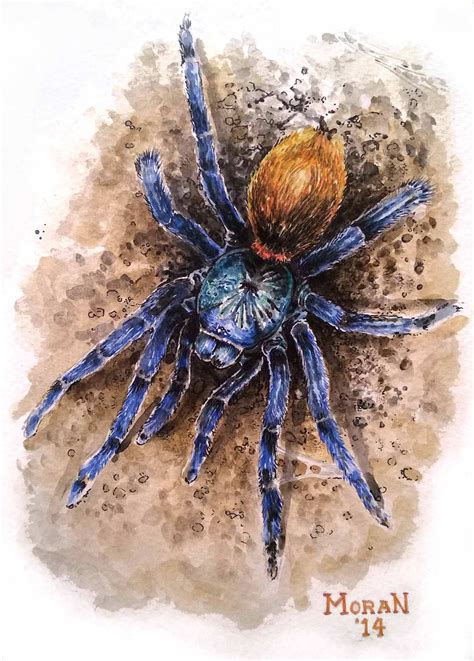 Watercolor Toms Big Spiders