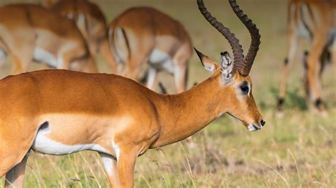 The Meaning And Symbolism Of The Word Antelope