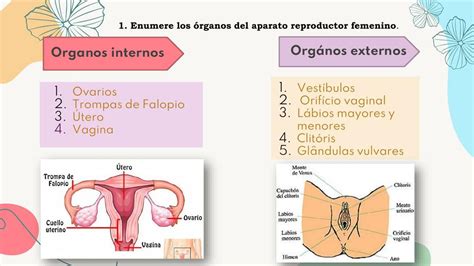 Histolog A Del Aparato Reproductor Femenino Diana Tafur Lazaro Udocz