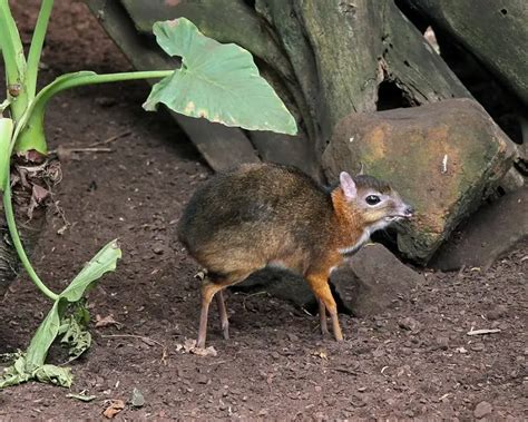 Java Mouse Deer Facts Diet Habitat And Pictures On Animaliabio