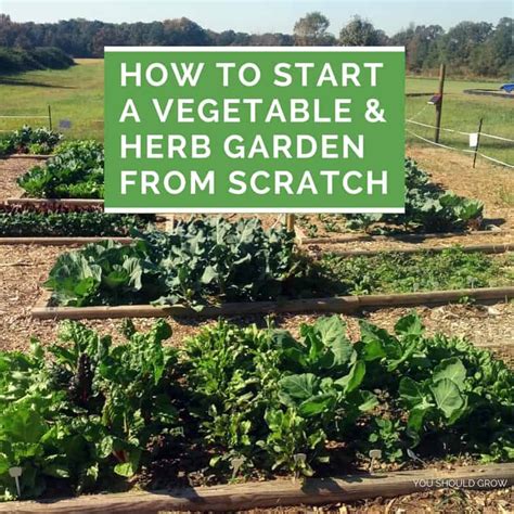How To Start A Vegetable And Herb Garden From Scratch You Should Grow