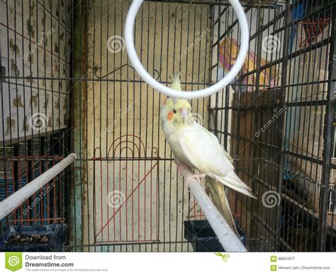 Parakeets In Cage Stock Image Image Of Dark Parakeet 88824877
