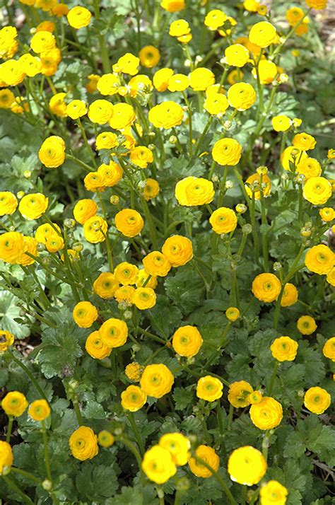 Meadow Buttercup Ranunculus Acris In Issaquah Seattle Bellevue