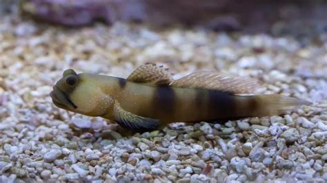What Is The Best Sand Sifting Goby For Your Reef Tank Aquaticstories