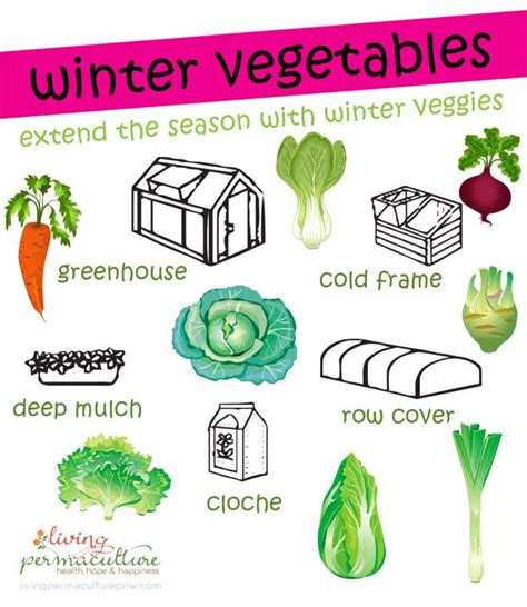 Growing Winter Vegetables Plant In Summer And Fall For Winter And