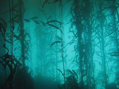 Kelp Forest Kelp Forest Mermaid Aesthetic Underwater World