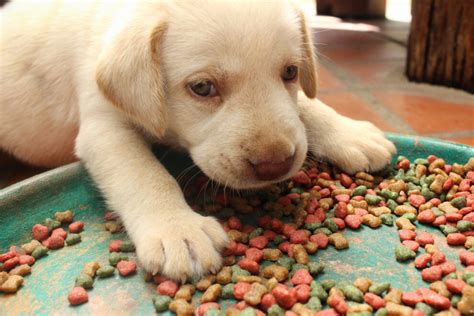 More top rated puppy foods. Top 4 Food Brands for Dogs with Allergies - glowwwatch.com