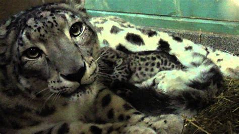 Cape May County Zoo Snow Leopard Cubs 2012 Youtube