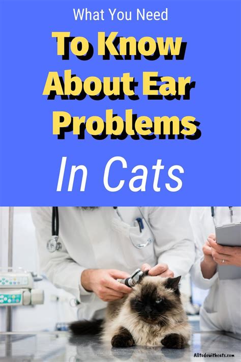 Common Ear Problems In Cats Symptoms And Treatments All To Do With