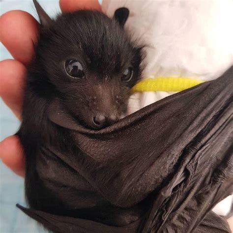 Baby Bat No Bugs