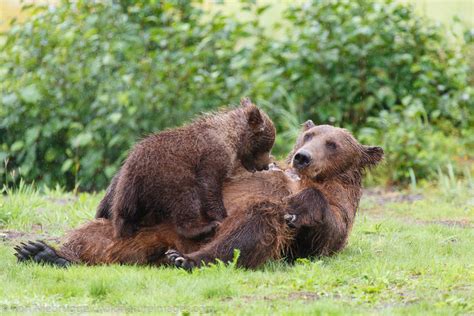 Bear Cub Nursing Ron Niebrugge Photography