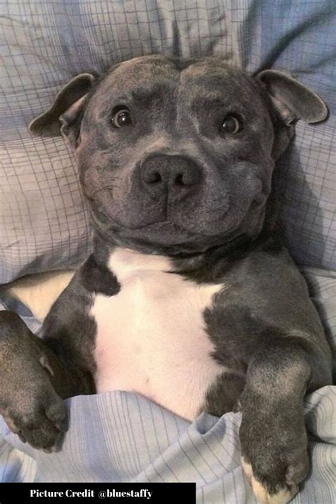 45 Cute Pitbull That Will Make You Go Crazy Pittie Puppies Pitbull