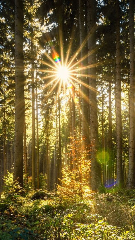 Wallpaper Forest Trees Sun Rays Glare Autumn 3840x2160 Uhd 4k