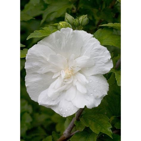 Proven Winners White Chiffon Colorchoice Hibiscus 1 Gal Rose Of Sharon