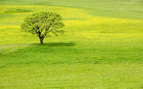 Free Photo Greenery Grass Growth Landscape Free Download Jooinn