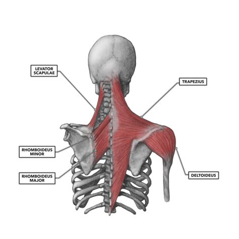 Shoulder And Upper Back Anatomy Introduction Anatomy Thoracic The Gap