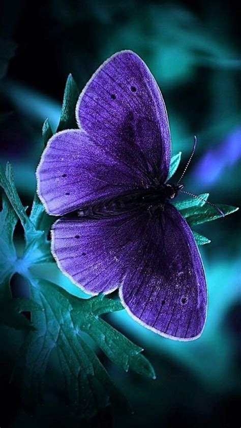 Latest Phone Wallpaper Cool Phone Wallpapers With Blue Butterfly In Dark Supportive Guru