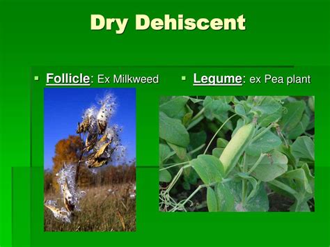 Ppt Botany Powerpoint Presentation Free Download Id6265282
