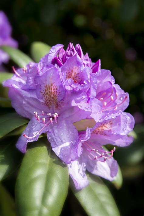 azalea flor planta foto gratis en pixabay pixabay
