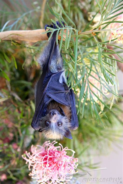 Adorable Baby Cute Bat Animals Beautiful Animals Wild