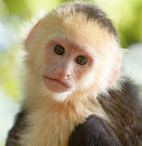 A Complete List Of All Types Of Monkeys You Wouldnt Want To Miss