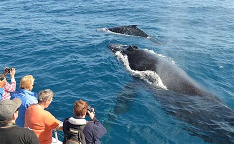 From Mirissa Private Whale Watching Tour With Sunset Getyourguide
