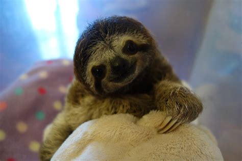 Meet Lunita The Cutest Baby Sloth On Planet Earth
