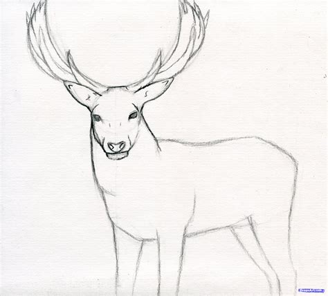 How To Draw A Stag Deer Stag Step By Step Forest
