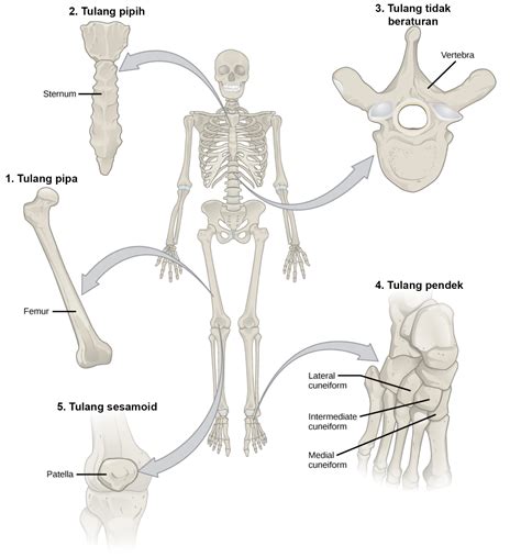 Rangka pada Sistem Gerak Manusia - RBDigital