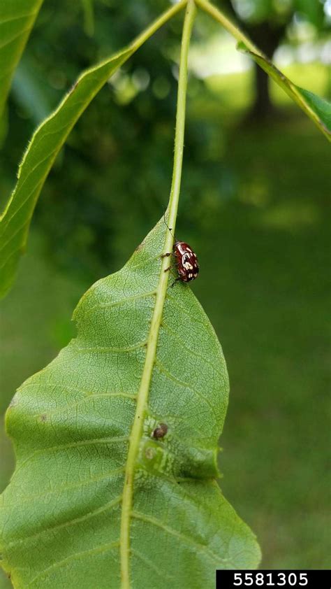 Case Bearing Leaf Beetle Bassareus Clathratus