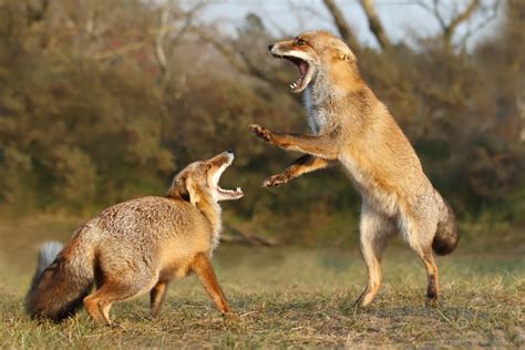 Red Fox Male And Female Fighting Over Territory Or Food Roeselien
