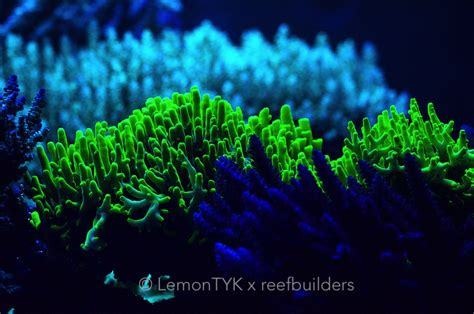 Coral Fluorescence Is A Thing Of Magic Reef Builders The Reef And