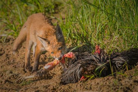 Red Fox With Prey Stock Image Image Of Wild Latvian 85424239