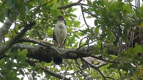 Micrastur Semitorquatus Collared Forest Falcon Halcon