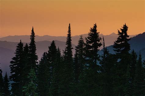 Pine Trees At Sunset Photograph By Varma Penumetcha Fine Art America