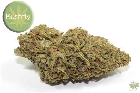 Purple Og Kush Strain Cannabis Delivery And Information