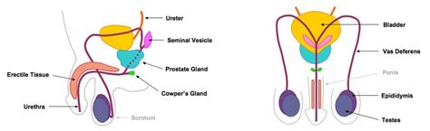 (i) the human female reproductive system which produces eggs is ovary. Blank Male Reproductive System Diagram - ClipArt Best