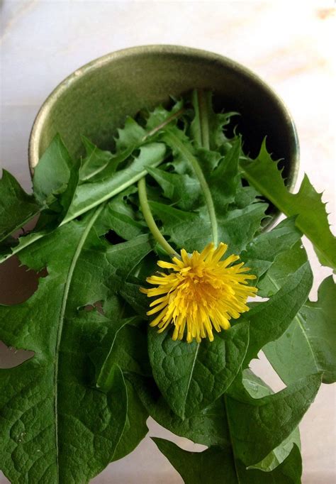 Easy To Find And Multiple Uses Makes Foraging For Dandelions A