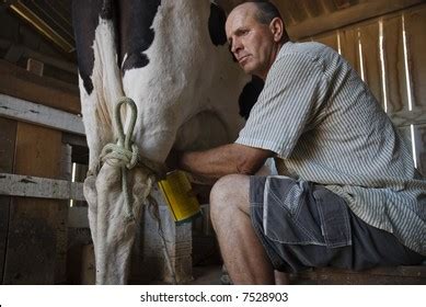 Image Man Milking Cow Barn Stock Photo Shutterstock