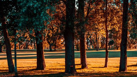 Enchanted Forest Vlad Ionita Flickr