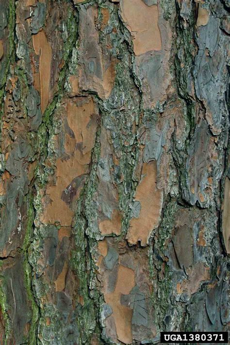 Arkansas Tree Database Slash Pine