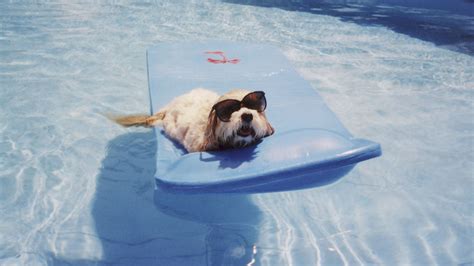 Pets Who Beat The Summer Heat Funny Dog Memes Funny Animals Funny Dogs