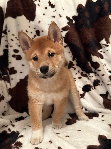 Shiba Inu Puppies For Adoption Americas Pet Registry