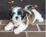 Zuchon Puppies For Sale In Florida / Zuchon puppies for sale | St ...