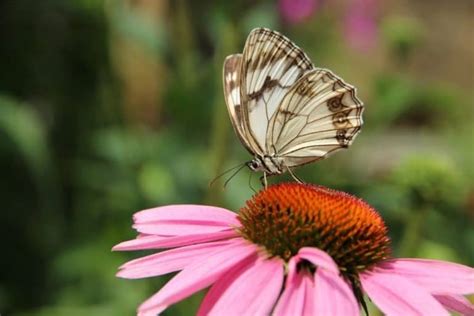 What Plants Do Butterflies Love Backyard Certified
