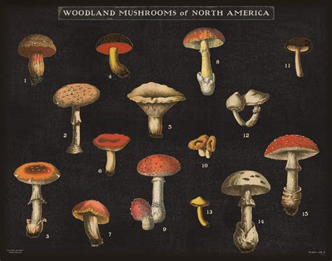 Mushroom Chart Einzigartiges Poster Photowall