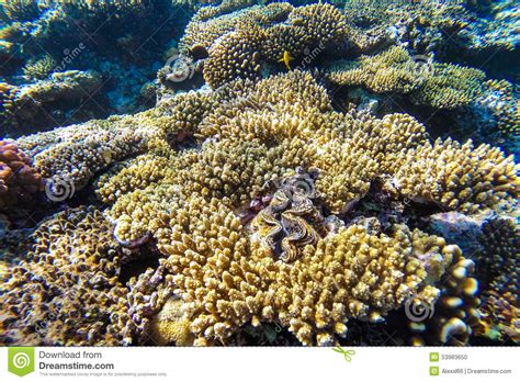 Red Sea Underwater Coral Reef Stock Photo Image Of